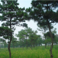 黑松.