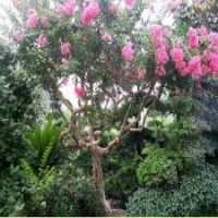 9公分紫薇花，245元裝車，保質(zhì)保量
