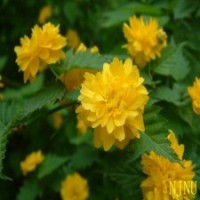 60公分高的棣棠花價(jià)格是1元_精品貨源