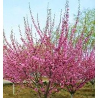 供應(yīng)榆葉梅，各種規(guī)格榆葉梅，樹形好