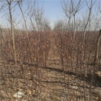 華東地區(qū)西府海棠基地，大量苗源低價(jià)出售