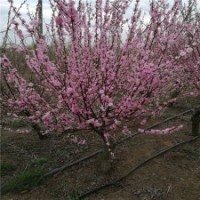 地徑7公分榆葉梅樹的報(bào)價(jià)是135元