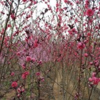 紅梅基地供應(yīng)紅梅的品種，一手貨源