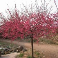 基地4公分紅梅樹(shù)苗的批發(fā)價(jià)格