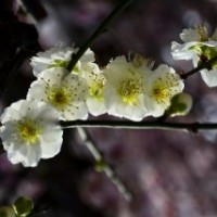 江蘇大量6公分的綠梅花，量大優(yōu)惠