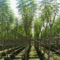 大葉紫荊