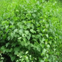 地徑6公分丁香樹的報(bào)價(jià)，量大優(yōu)惠
