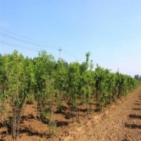 江蘇基地5公分丁香樹的價(jià)格