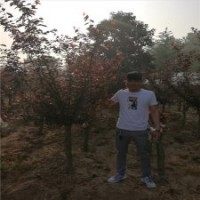 美人梅基地，種植、銷售***的廠家在哪里？