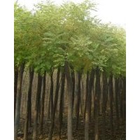 長期供應(yīng)國槐。