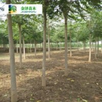 河北臭椿樹[臭椿樹產(chǎn)地[臭椿樹報價