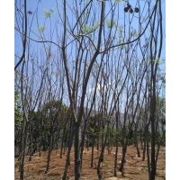 大量供應(yīng)藍(lán)花楹、黃葛樹