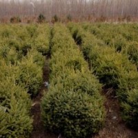 云杉供應各種規(guī)格0.6-2.6米現(xiàn)大量供應