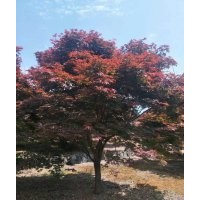 紅楓