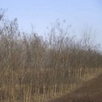 紫薇樹(shù)批發(fā)基地直供