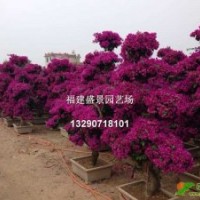 福建三角梅，漳州三角梅，三角梅小苗