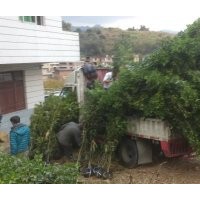 福建叢生四季桂花基地，泉州四季桂花價格，哪里的桂花最便宜