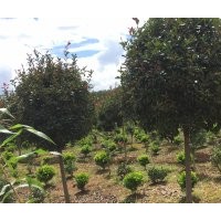 紅葉石楠樹(shù)