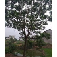 藍花楹