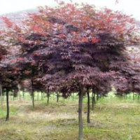 紅楓