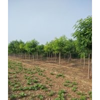 河北6公分香花槐價格