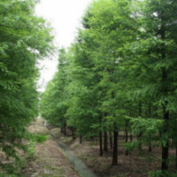 水杉樹常年批發(fā)供應(yīng)水杉樹價(jià)格優(yōu)惠，規(guī)格有3-15公分
