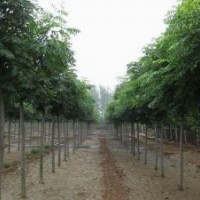 國槐 國槐基地 國槐小苗 平頭國槐