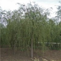 柳樹樹苗，出售柳樹，8公分柳樹價格