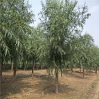 旱柳規(guī)格，哪有旱柳，9公分旱柳價格