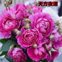 大量供應歐洲月季花苗