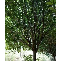 供應(yīng)精品紅楓海棠雞爪槭紅梅八月桂櫻花無(wú)患子