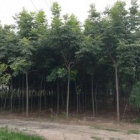洛陽地區(qū)欒樹