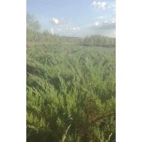 急售偃柏80-100cm，5-6分支，2萬(wàn)株