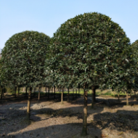 桂花樹種植，桂花樹采購，如何種植桂花樹