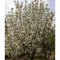 八棱海棠樹(shù)10公分高度350冠幅250圖 精品八棱海棠樹(shù)