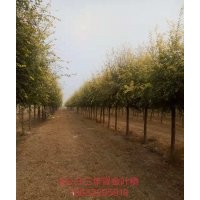 供應嫁接金葉榆4公分6公分8公分10公分15公分