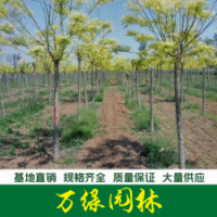 黃金槐