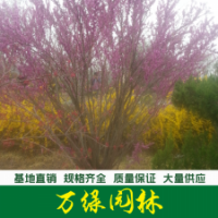 紫荊