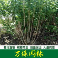 叢生丁香
