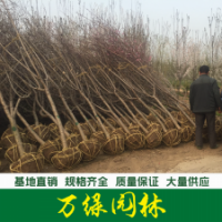 紅葉桃