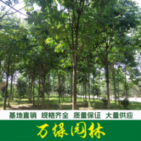 七葉樹