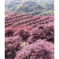 5-25公分紅楓