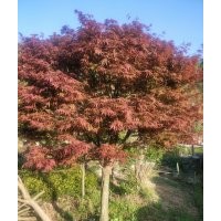 專供紅豆杉，紅楓，青楓，雞爪槭，垂絲海棠，櫻花，紅梅，茶花