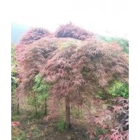專供紅豆杉，紅楓，青楓，雞爪槭，垂絲海棠，櫻花，紅梅，茶花，