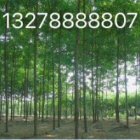 1-8刺槐
