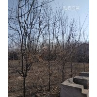 鉆石海棠，花楸，紫葉稠李