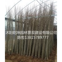 法桐小苗