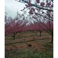 各類常規(guī)苗：樂昌含笑，桂花，雞爪槭，櫻花，叢生紅葉李，紅白玉