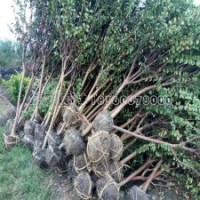 江蘇地區(qū)***規(guī)格的百日紅種植基地在哪里？