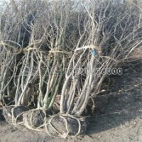 質(zhì)量好的叢生紫薇哪里能買得到？